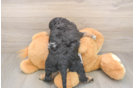 Hypoallergenic Cocker Doodle Poodle Mix Puppy