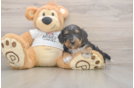 Cockapoo Pup Being Cute