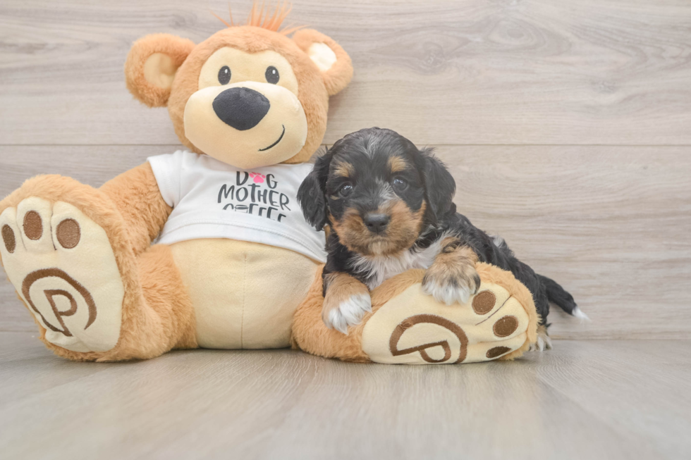 Cockapoo Pup Being Cute