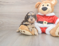 7 week old Cockapoo Puppy For Sale - Puppy Love PR
