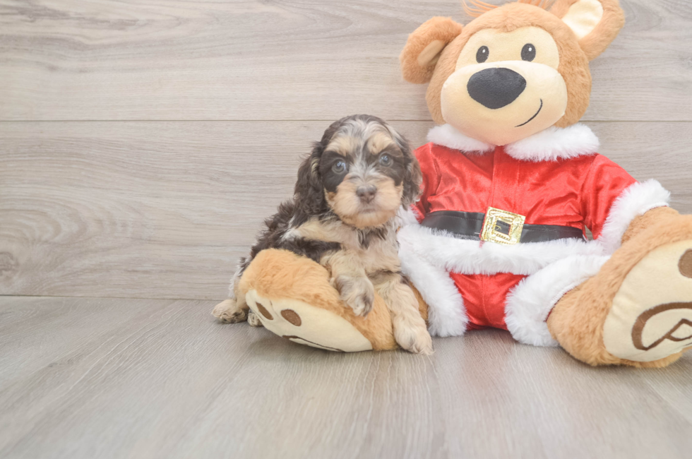 5 week old Cockapoo Puppy For Sale - Puppy Love PR