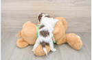 Cute Cockapoo Baby