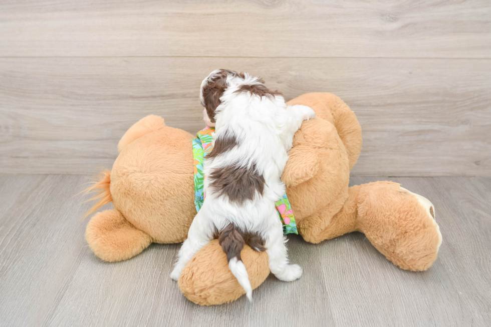 Cute Cockapoo Baby