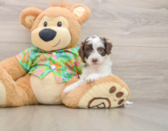 7 week old Cockapoo Puppy For Sale - Puppy Love PR