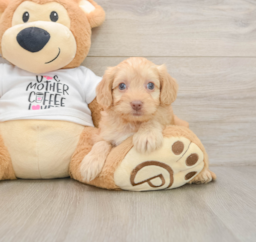 8 week old Cockapoo Puppy For Sale - Puppy Love PR