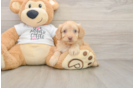 Friendly Cockapoo Baby