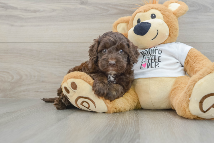 Hypoallergenic Cocker Doodle Poodle Mix Puppy