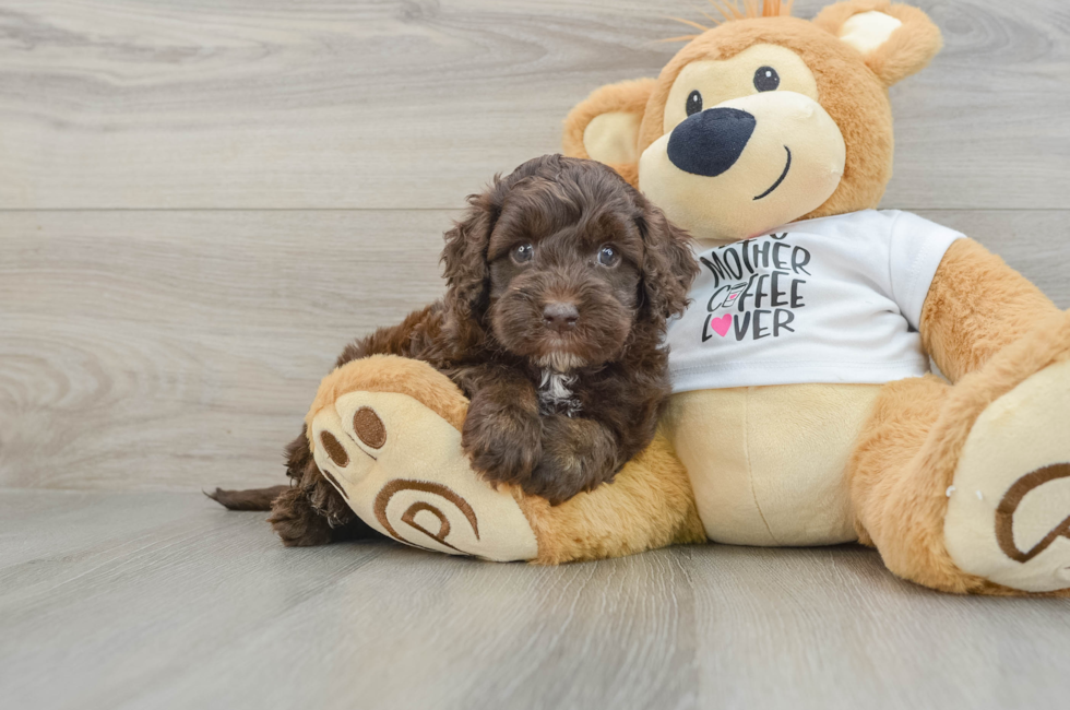 5 week old Cockapoo Puppy For Sale - Puppy Love PR