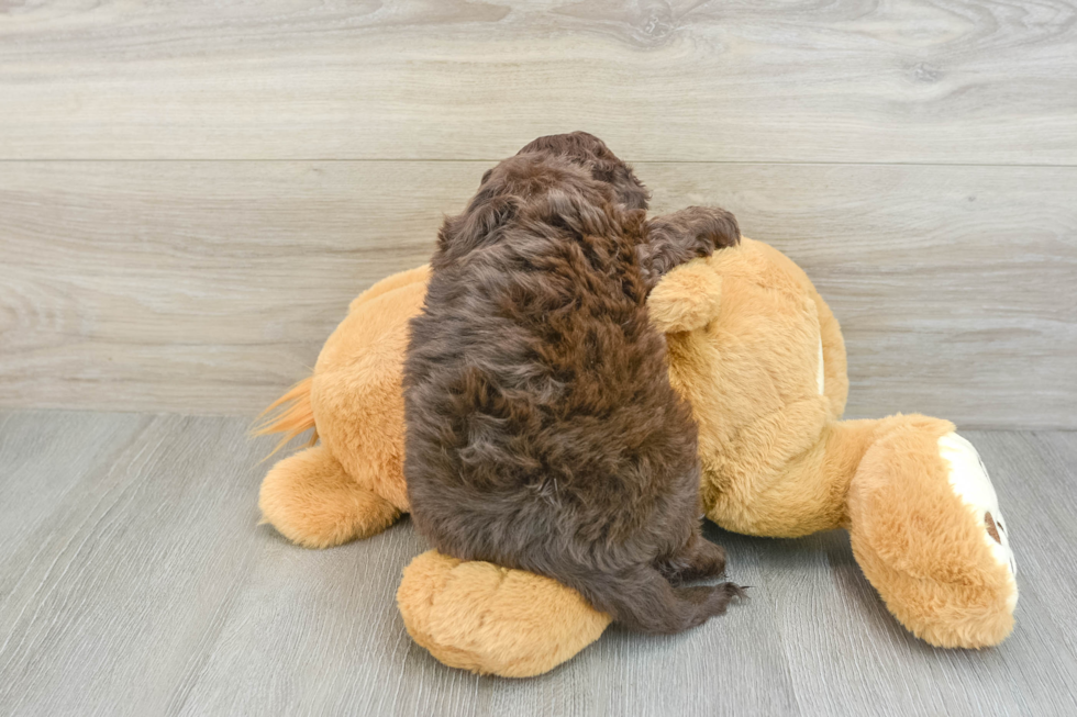 Cockapoo Puppy for Adoption