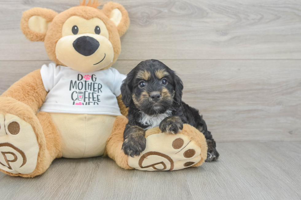 5 week old Cockapoo Puppy For Sale - Puppy Love PR