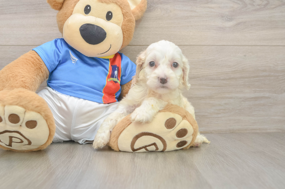 5 week old Cockapoo Puppy For Sale - Puppy Love PR