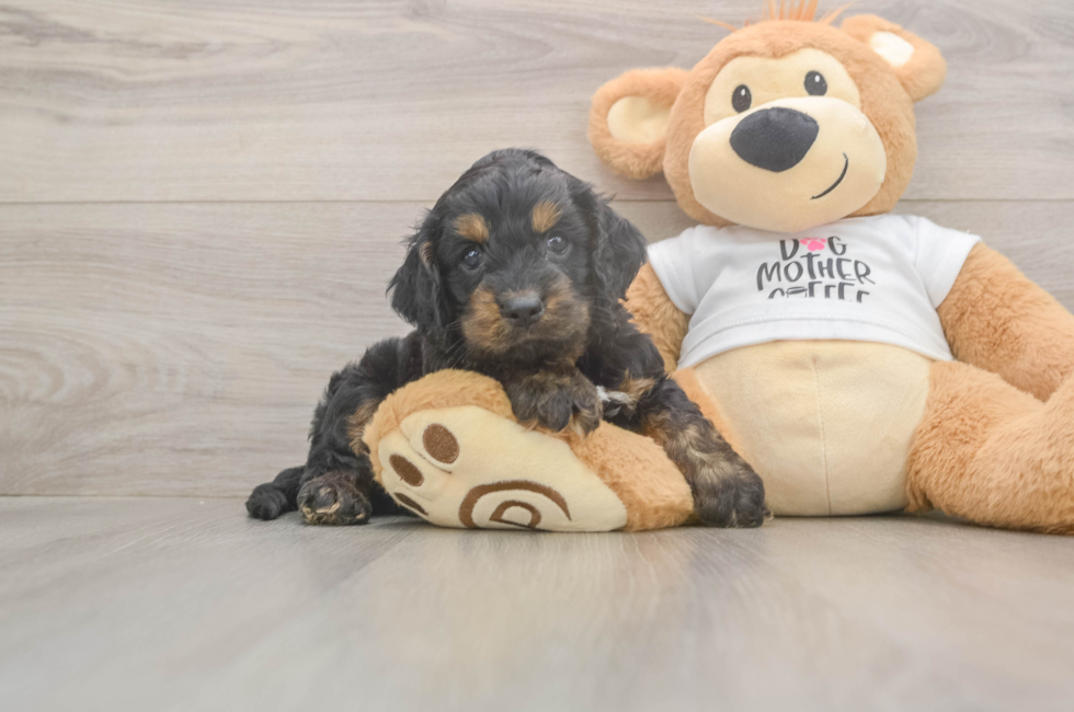 5 week old Cockapoo Puppy For Sale - Puppy Love PR