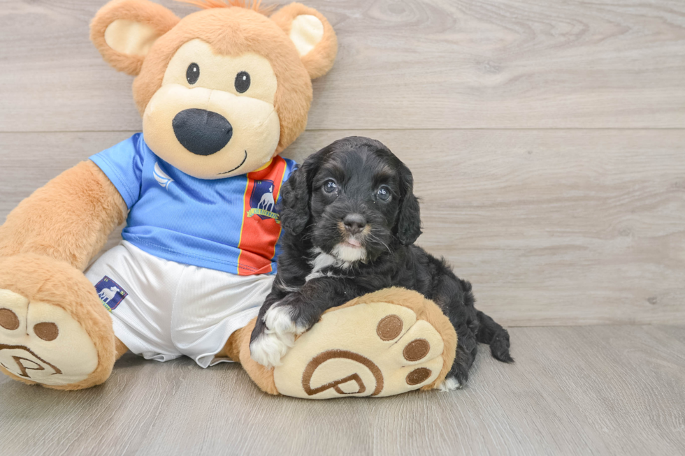 Sweet Cockapoo Baby