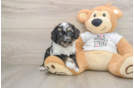 Smart Cockapoo Poodle Mix Pup