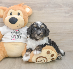 8 week old Cockapoo Puppy For Sale - Puppy Love PR