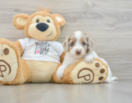 8 week old Cockapoo Puppy For Sale - Puppy Love PR