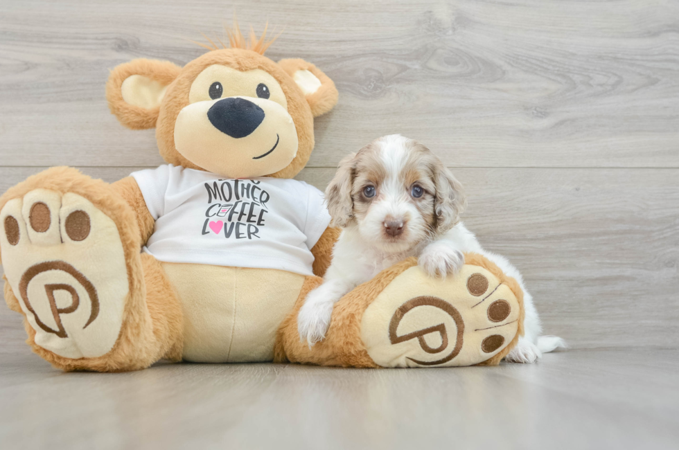 5 week old Cockapoo Puppy For Sale - Puppy Love PR