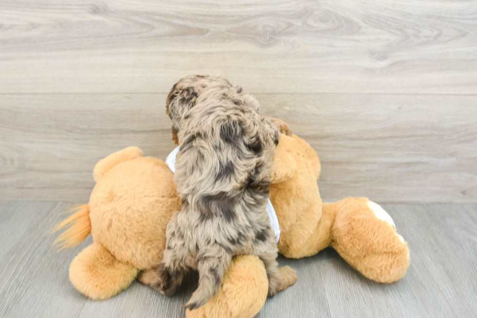 Best Cockapoo Baby