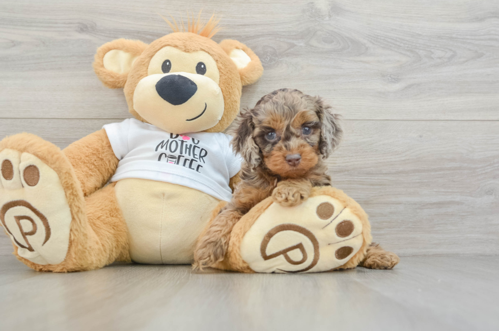 5 week old Cockapoo Puppy For Sale - Puppy Love PR