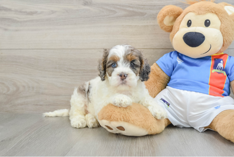 Best Cockapoo Baby
