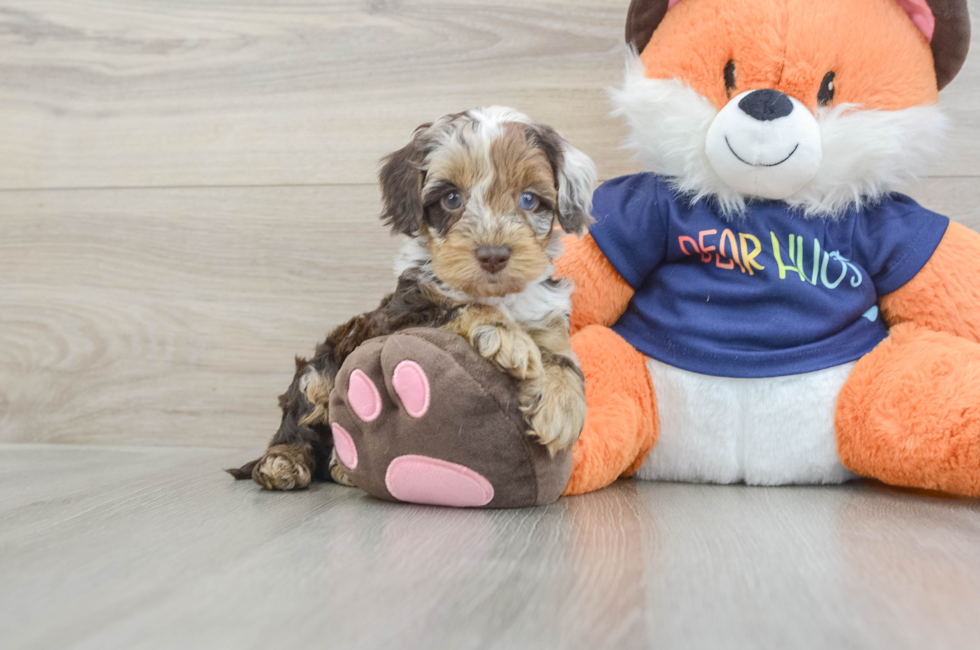 6 week old Cockapoo Puppy For Sale - Puppy Love PR