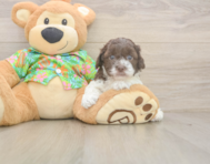 5 week old Cockapoo Puppy For Sale - Puppy Love PR