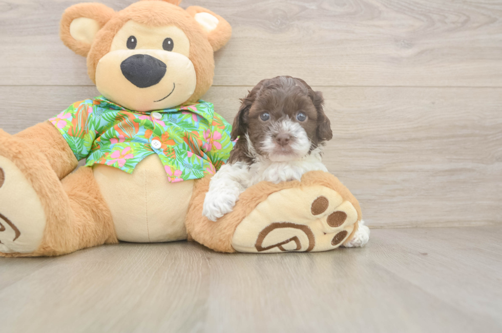 5 week old Cockapoo Puppy For Sale - Puppy Love PR