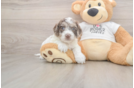 Friendly Cockapoo Baby
