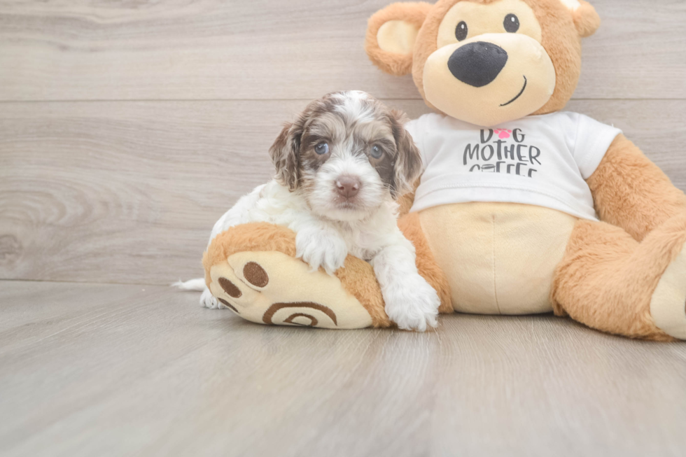 Friendly Cockapoo Baby