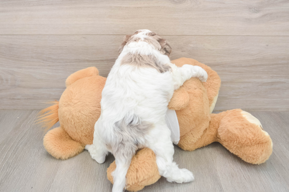 Cockapoo Pup Being Cute