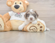 6 week old Cockapoo Puppy For Sale - Puppy Love PR