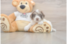 Small Cockapoo Baby