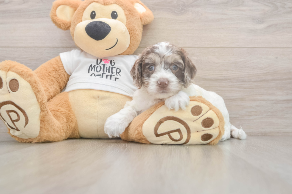 5 week old Cockapoo Puppy For Sale - Puppy Love PR