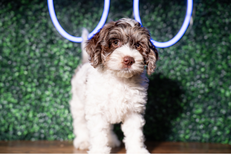 Cockapoo Pup Being Cute