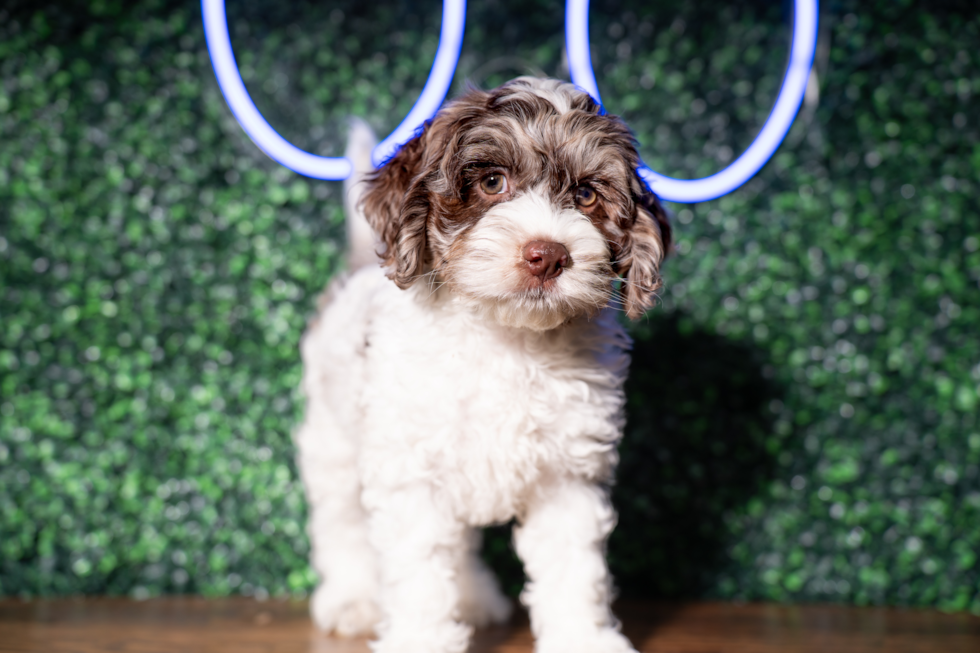 Cockapoo Pup Being Cute