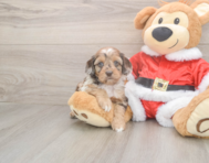 7 week old Cockapoo Puppy For Sale - Puppy Love PR