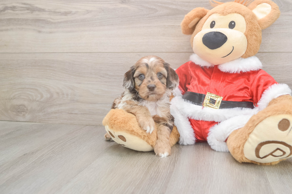 5 week old Cockapoo Puppy For Sale - Puppy Love PR