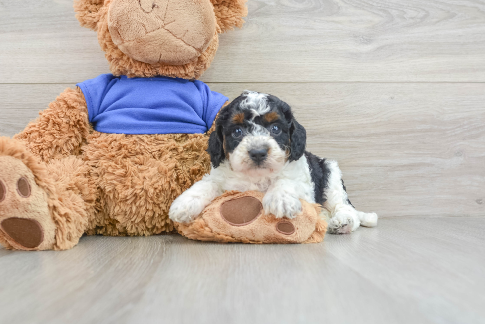 Hypoallergenic Cocker Doodle Poodle Mix Puppy