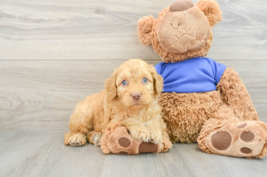 Little Cocker Doodle Poodle Mix Puppy