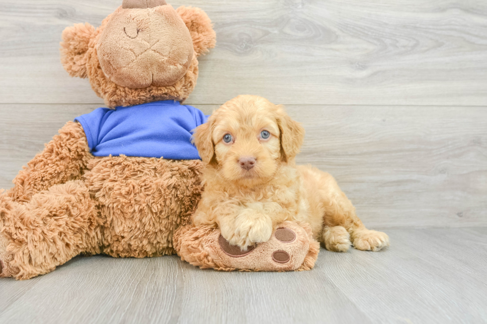 Best Cockapoo Baby