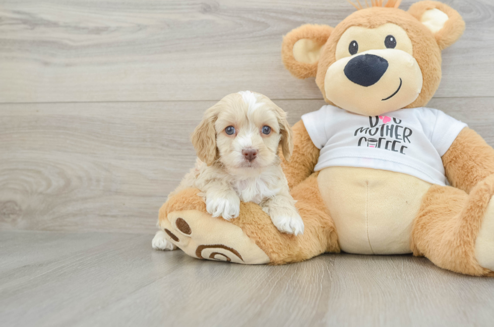 5 week old Cockapoo Puppy For Sale - Puppy Love PR