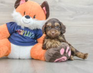 7 week old Cockapoo Puppy For Sale - Puppy Love PR