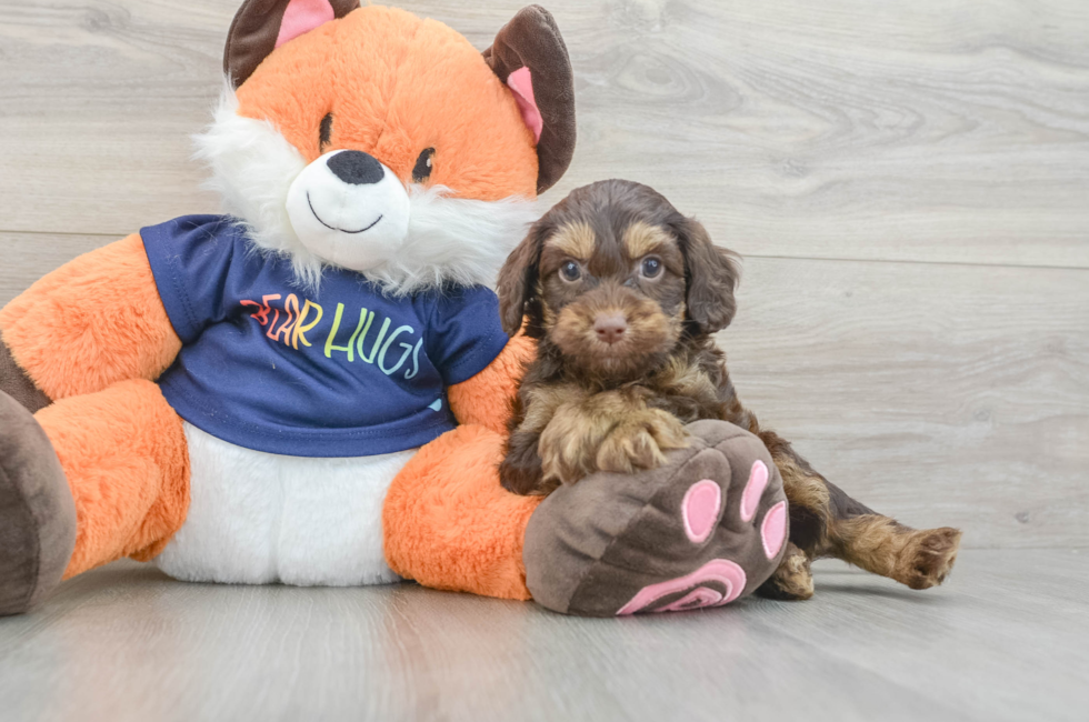 6 week old Cockapoo Puppy For Sale - Puppy Love PR