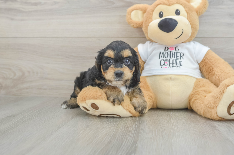 5 week old Cockapoo Puppy For Sale - Puppy Love PR