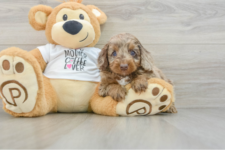 Funny Cockapoo Poodle Mix Pup