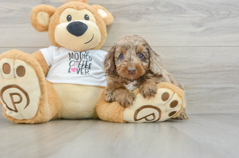 5 week old Cockapoo Puppy For Sale - Puppy Love PR