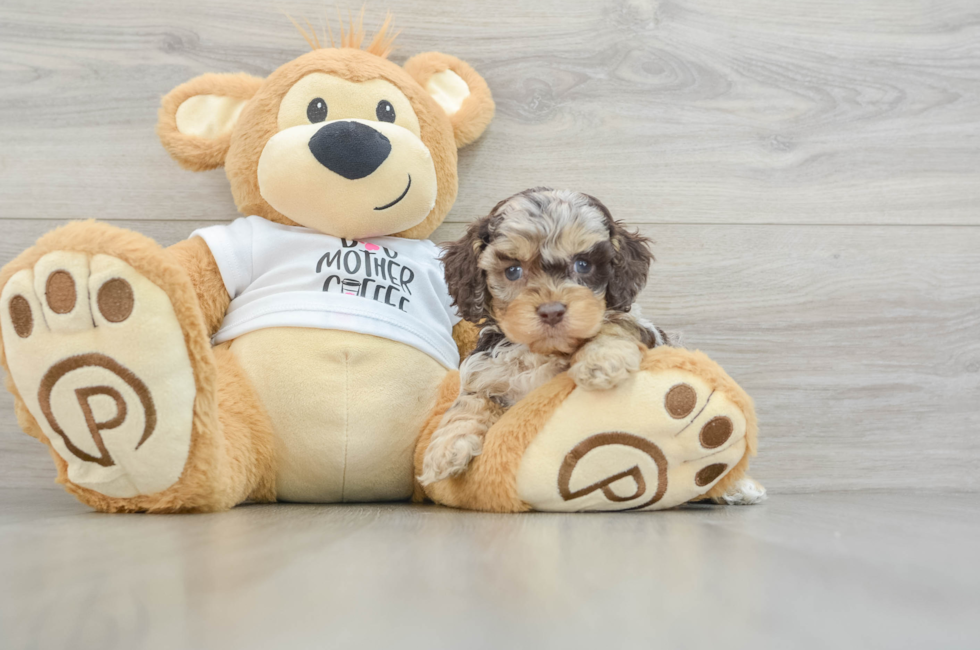 5 week old Cockapoo Puppy For Sale - Puppy Love PR