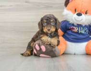 8 week old Cockapoo Puppy For Sale - Puppy Love PR
