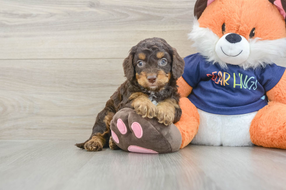 6 week old Cockapoo Puppy For Sale - Puppy Love PR
