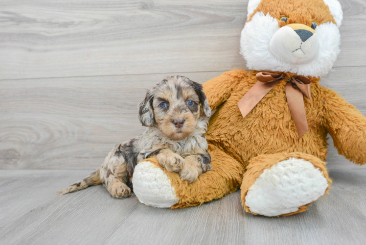 Meet Ava - our Cockapoo Puppy Photo 1/3 - Puppy Love PR Fluffy Cockapoo Poodle Mix Pup